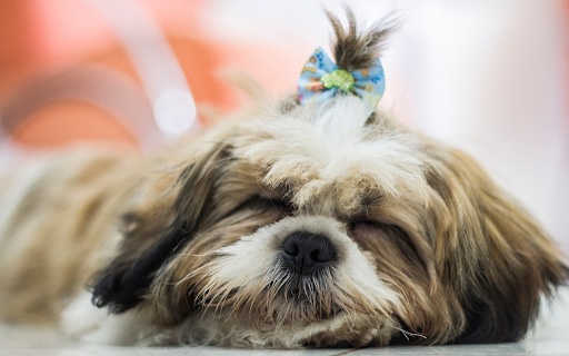 The Dog and the Cute Bow  from Chrome web store to be run with OffiDocs Chromium online