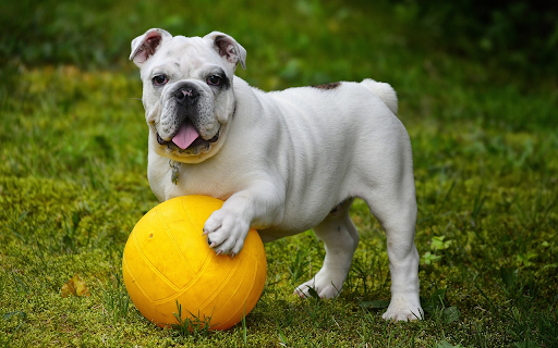 The dog and the golden ball  from Chrome web store to be run with OffiDocs Chromium online