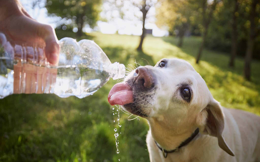 The dog is drinking water  from Chrome web store to be run with OffiDocs Chromium online