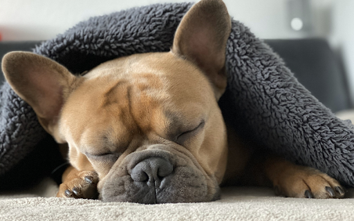The dog is sleeping  from Chrome web store to be run with OffiDocs Chromium online