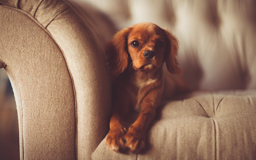 The dog lies on the chair from Chrome web store to be run with OffiDocs Chromium online The dog lies on the chair from Chrome web store to be run with OffiDocs Chromium online
