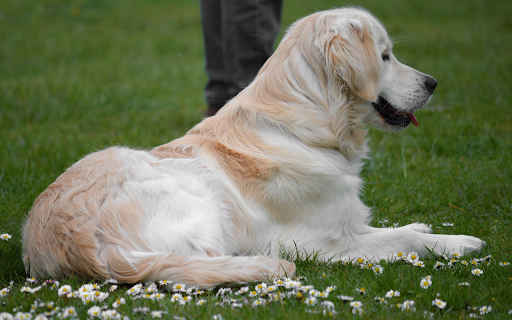 The dog lies on the grass  from Chrome web store to be run with OffiDocs Chromium online