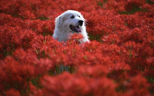 The dog looms in the flower garden  from Chrome web store to be run with OffiDocs Chromium online