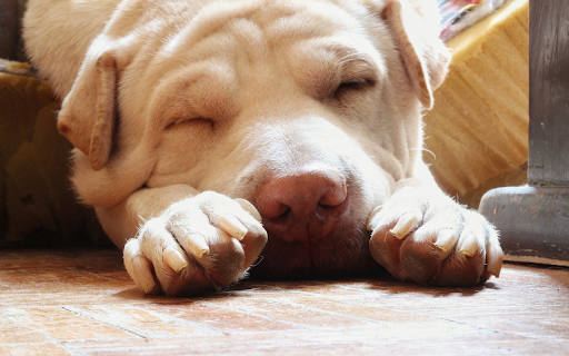 The dog slept soundly  from Chrome web store to be run with OffiDocs Chromium online