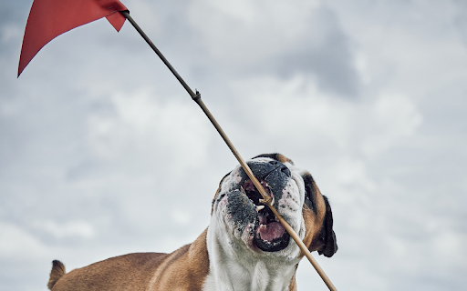 The dog wins  from Chrome web store to be run with OffiDocs Chromium online