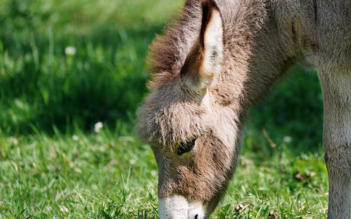 The donkey ate his fill of grass  from Chrome web store to be run with OffiDocs Chromium online