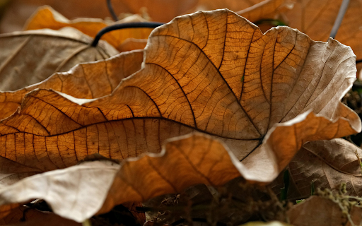 The dry leaves curl  from Chrome web store to be run with OffiDocs Chromium online
