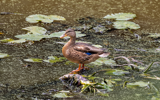 The Duck and the Lotus Pond  from Chrome web store to be run with OffiDocs Chromium online