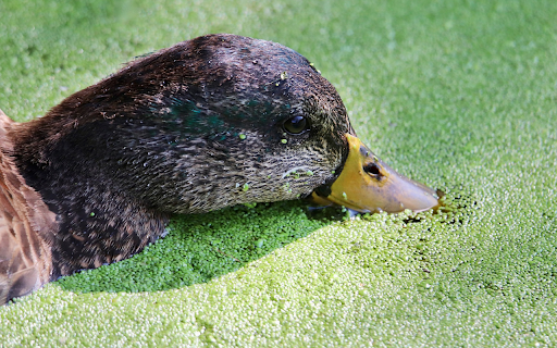 The duck eats duckweed  from Chrome web store to be run with OffiDocs Chromium online