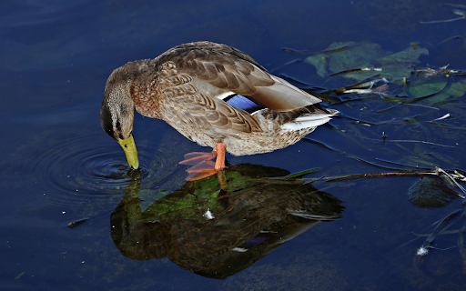 The duck explores the shallow lake  from Chrome web store to be run with OffiDocs Chromium online