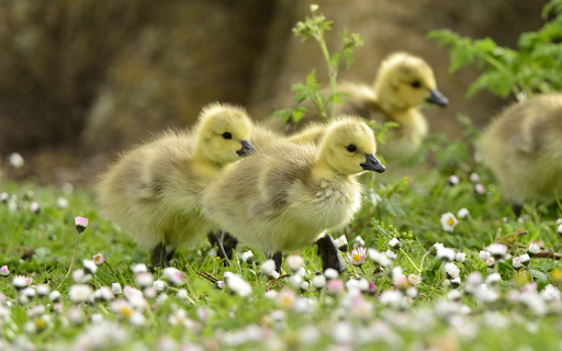 The ducks trotted out  from Chrome web store to be run with OffiDocs Chromium online