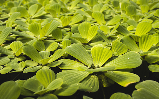 The duckweed pond is green and lush  from Chrome web store to be run with OffiDocs Chromium online
