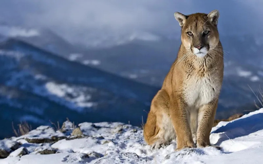 The Eastern Leopard: A Ghost of the Wild  from Chrome web store to be run with OffiDocs Chromium online