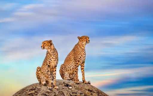 The Elegant Leopard: A Silent and Powerful Hunter  from Chrome web store to be run with OffiDocs Chromium online