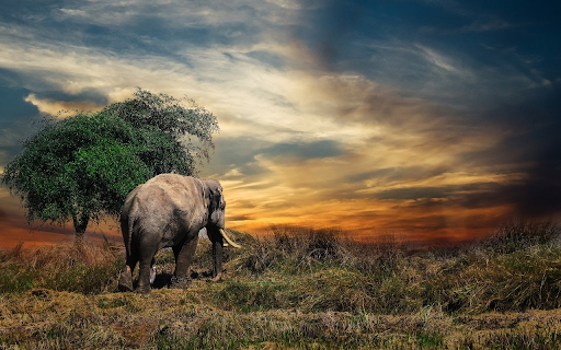 The elephant eats grass  from Chrome web store to be run with OffiDocs Chromium online