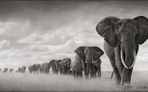 The Elephant Herd: Strength and Unity in the Wild  from Chrome web store to be run with OffiDocs Chromium online