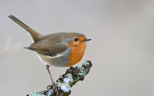 The Fat Bird  from Chrome web store to be run with OffiDocs Chromium online