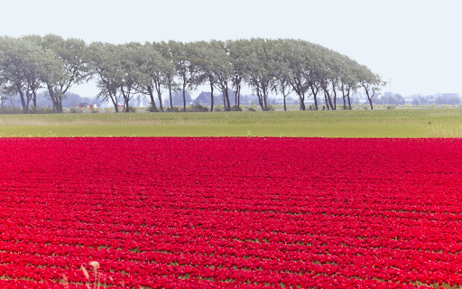 The fields are glowing pink  from Chrome web store to be run with OffiDocs Chromium online