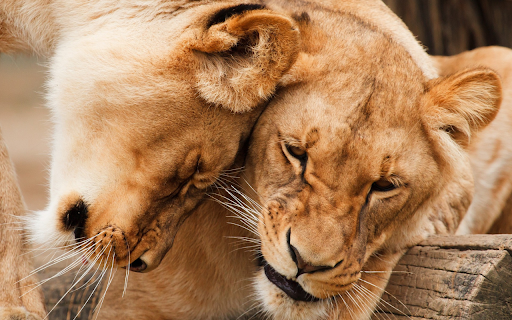 The fierce love of a lion  from Chrome web store to be run with OffiDocs Chromium online