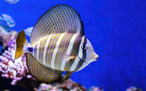 The fish and the big fin  from Chrome web store to be run with OffiDocs Chromium online