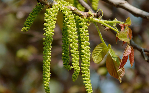 The flower clusters at the top of the tree  from Chrome web store to be run with OffiDocs Chromium online