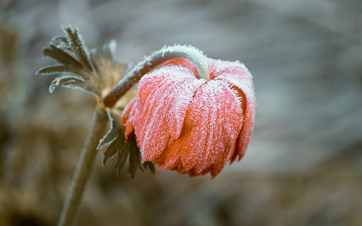 The flower fades  from Chrome web store to be run with OffiDocs Chromium online