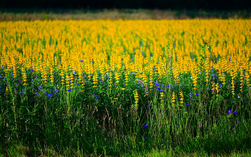 The flower field is burning  from Chrome web store to be run with OffiDocs Chromium online