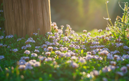 The flower garden blooms brightly  from Chrome web store to be run with OffiDocs Chromium online