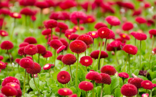 The flower garden glows red  from Chrome web store to be run with OffiDocs Chromium online
