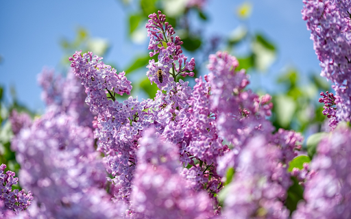 The flower garden is in full bloom from Chrome web store to be run with OffiDocs Chromium online The flower garden is in full bloom from Chrome web store to be run with OffiDocs Chromium online