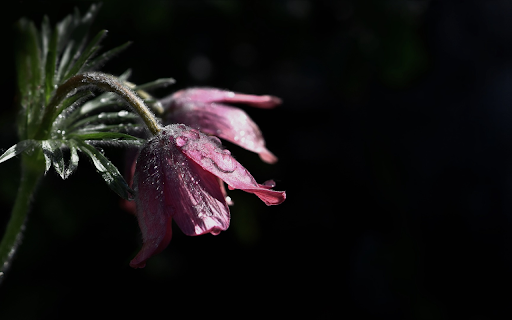 The flower is drooping  from Chrome web store to be run with OffiDocs Chromium online