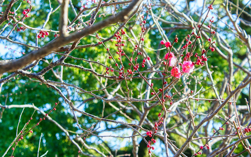 The flowers are budding  from Chrome web store to be run with OffiDocs Chromium online
