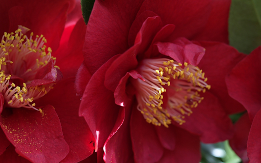The flowers are pinkish red  from Chrome web store to be run with OffiDocs Chromium online