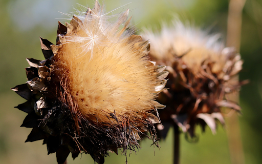 The flowers fly  from Chrome web store to be run with OffiDocs Chromium online