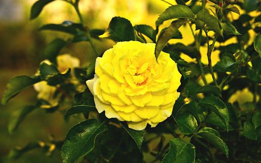 The flower shows off the sunlight  from Chrome web store to be run with OffiDocs Chromium online