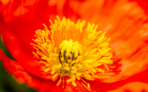 The flower spring bloom  from Chrome web store to be run with OffiDocs Chromium online