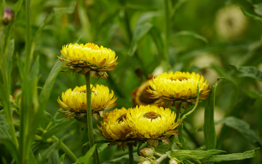 The Flowers That Never Wither  from Chrome web store to be run with OffiDocs Chromium online