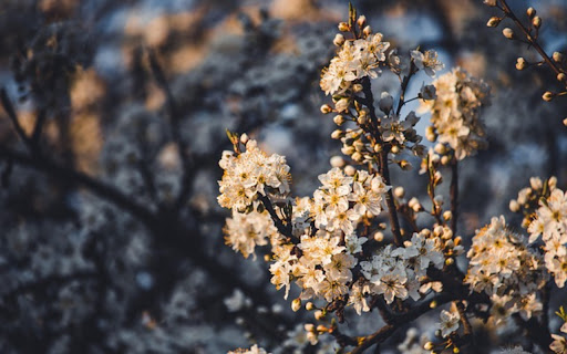 THE FLOWER Theme  from Chrome web store to be run with OffiDocs Chromium online THE FLOWER Theme  from Chrome web store to be run with OffiDocs Chromium online