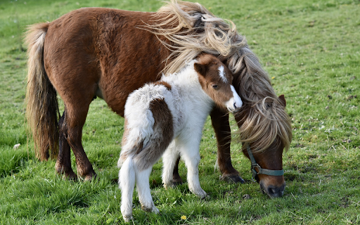 The foal is shy next to its mother  from Chrome web store to be run with OffiDocs Chromium online
