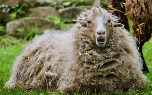 The forgotten sheep  from Chrome web store to be run with OffiDocs Chromium online