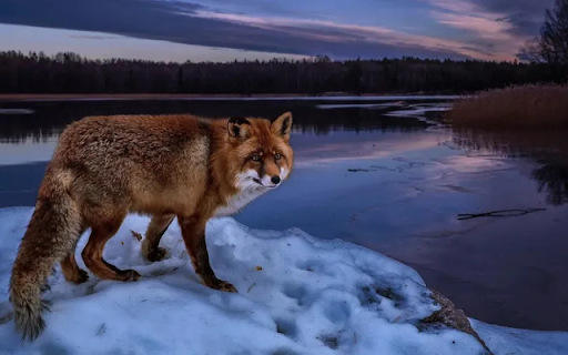 The Fox: A Clever and Mysterious Hunter  from Chrome web store to be run with OffiDocs Chromium online