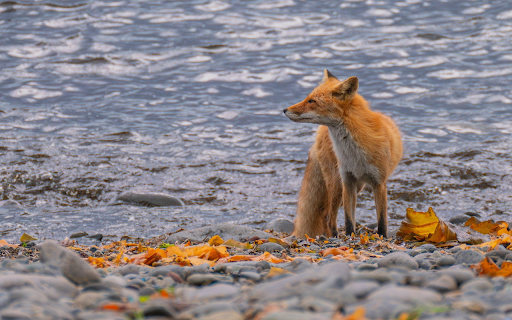 The fox and the falling yellow leaves  from Chrome web store to be run with OffiDocs Chromium online