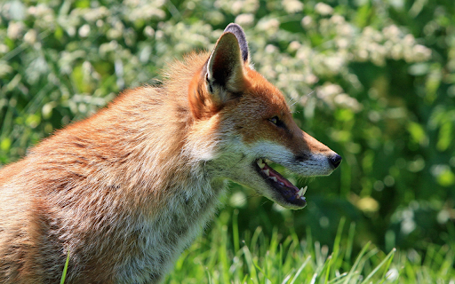 The fox sits on guard, hunting for prey  from Chrome web store to be run with OffiDocs Chromium online