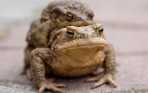 The frogs brown amphibian  from Chrome web store to be run with OffiDocs Chromium online