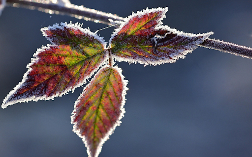 The frost edged leaf  from Chrome web store to be run with OffiDocs Chromium online