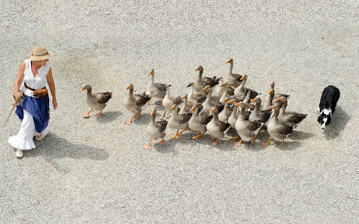 The geese followed  from Chrome web store to be run with OffiDocs Chromium online