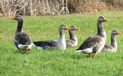 The geese were bewildered  from Chrome web store to be run with OffiDocs Chromium online