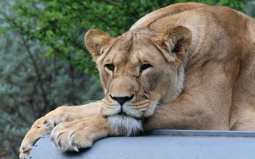 The gentle lion  from Chrome web store to be run with OffiDocs Chromium online