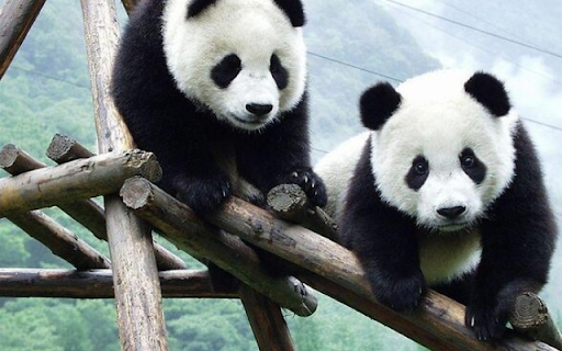 The Giant Panda Research Base, Chengdu  from Chrome web store to be run with OffiDocs Chromium online