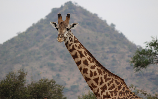 The Giraffe and the Long Neck  from Chrome web store to be run with OffiDocs Chromium online